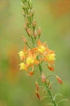 Cattail plant or stilt bulbine (Bulbine frutescens, Anthericum frutescens), inflorescence, native