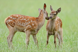 Red deer (Cervus elaphus), young animals, North Rhine-Westphalia, Germany, Europe