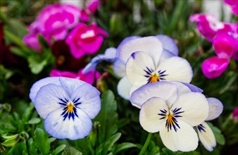 Heartseases (Viola tricolor) in a flower bed