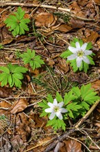 Wood anemone (Anemonoides nemorosa, syn. Anemone nemorosa), and old foliage, Allgaeu, Swabia,