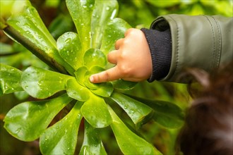 A child touching a plant in the Laurisilva forest of Los tilos de Moya in Doramas, Gran Canaria