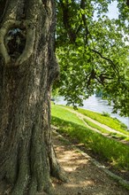 Mighty tree on the Elbe cycle path near Pillnitz Castle on the Elbe in Pillnitz, Dresden, Saxony,