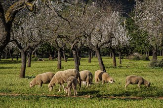 Herd of lambs grazing, Bunyola, Mallorca, Balearic Islands, Spain, Europe