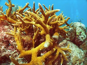 Staghorn coral (Acropora cervicornis), dive site John Pennekamp Coral Reef State Park, Key Largo,