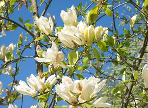 Chinese magnolia (Magnolia X soulangeana)
