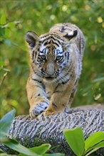 A small tiger young strides cautiously along a tree trunk, Siberian tiger, Amur tiger, (Phantera