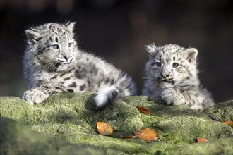 Two snow leopard cubs resting on a rock surrounded by foliage, Snow leopard, (Uncia uncia), young