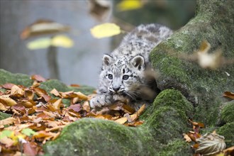 A young snow leopard lies on moss-covered rocks surrounded by autumn leaves, Snow leopard, (Uncia