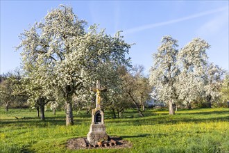 Field cross at a meadow orchard, pear tree blossom (Pyrus), pome fruit family (Pyrinae), spring,