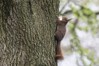 Eurasian red squirrel (Sciurus vulgaris), Emsland, Lower Saxony, Germany, Europe