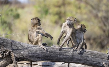 Chacma baboons (Papio ursinus), three cubs playing on a tree trunk, Kruger National Park, South