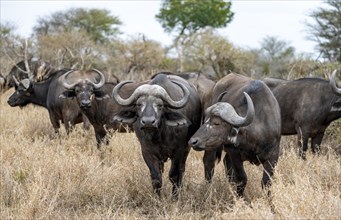 Herd of african buffalo (Syncerus caffer caffer), in dry grass, Kruger National Park, South Africa,