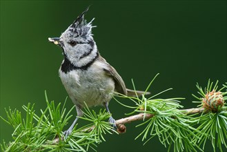 Crested Tit (Lophophanes cristatus), sitting with food in a larch branch, North Rhine-Westphalia,