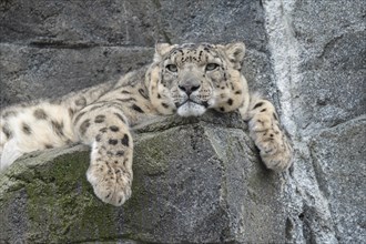 Snow leopard (Panthera uncia) lying on a rock, occurring in the Central Asian high mountains,