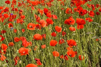 Poppy flowers (Papaver rhoeas), Baden-Wuerttemberg, A field full of blooming red poppies with a