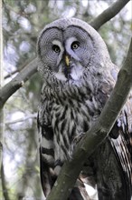 Portrait of a bearded owl, (Strix nebolosa) Captive, bearded owl on a branch, detailed close-up of
