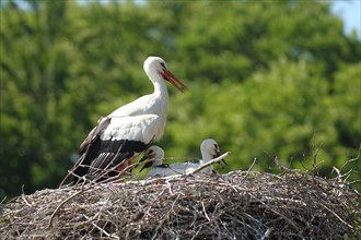 White stork (Ciconia ciconia) Old bird shields its young from strong sunlight with open wings,