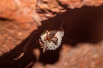 Daubenton's bat (Myotis daubentonii), hibernating in a cave, North Rhine-Westphalia, Germany,