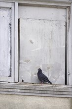 City pigeon, spring, Germany, Europe