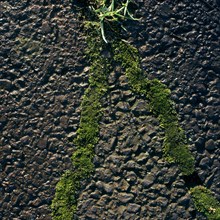 Moss grows in the crevices of a tarred surface