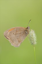 Meadow brown (Maniola jurtina), North Rhine-Westphalia, Germany, Europe