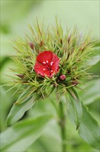 Bearded carnation or garden sweet william (Dianthus barbatus), flower, ornamental plant, North
