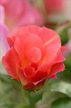 Garden rose or rose 'Rosenstadt Zweibruecken' (Rosa hybrida), flower, ornamental plant, North