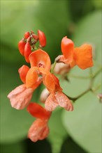 Scarlet runner bean (Phaseolus coccineus), flowers, crop plant, North Rhine-Westphalia, Germany,