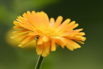 Marigold or garden marigold (Calendula officinalis), flower, North Rhine-Westphalia Germany