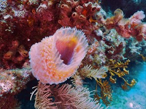 Pink vase sponge (Callyspongia plicifera), dive site John Pennekamp Coral Reef State Park, Key