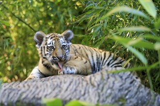 A tired tiger young lies on a tree trunk and observes the surroundings, Siberian tiger, Amur tiger,