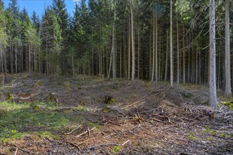 Spruce forest, pole forest with clear cut, Kemptner Wald, Allgaeu, Swabia, Bavaria, Germany, Europe