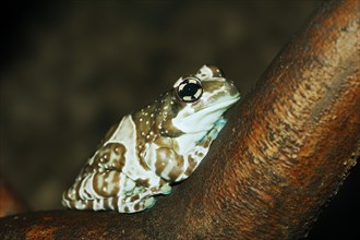 Cave toad frog (Trachycephalus resinifictrix, Phrynohyas resinifictrix), captive, occurrence in