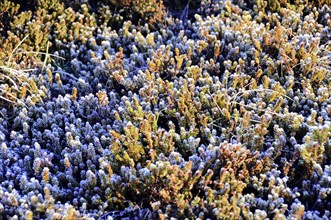 Heather covered in frost at dawn, Sylt, North Frisian Island, Schleswig-Holstein, Germany, Europe
