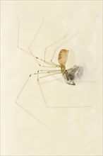 Long-legged cellar spider (Pholcus phalangioides) with prey, North Rhine-Westphalia, Germany,
