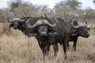 African buffalo (Syncerus caffer caffer) with yellowbill oxpecker (Buphagus africanus), group in