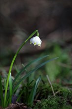 Spring snowdrop (Leucojum vernum), March snowdrop, March bell, large snowdrop. Amaryllis family