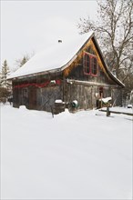 Old wooden rustic barn with red trimmed windows and Christmas decorations in winter, Quebec,
