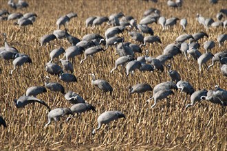 Cranes (grus grus) foraging in a harvested maize field, Hohendorf crane resting site on the Darss