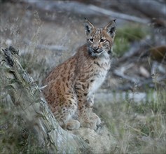 Eurasian lynx (Lynx lynx), young animal looking attentively, captive, Germany, Europe