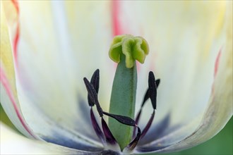 Detailed view of the stamen and pistil of a tulip in a garden. Bas Rhin, Alsace, France, Europe