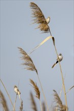 Bearded reedlings (Panurus biarmicus), sitting in the reeds, Neusiedler See-Seewinkel National