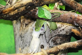 Green tree python (Chondropython viridis), feeding, captive, A snake captures a white mouse on a