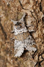 Sallow kitten moth (Furcula furcula), North Rhine-Westphalia, Germany, Europe