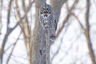 Great gray owl (strix nebulosa) perched on top of a dead tree and regurgitating a ball of hair and