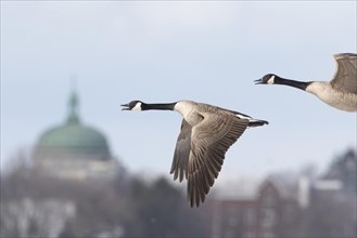 Canada geese (branta canadensis), pair flying along the Saint lawrence river. province of Quebec.