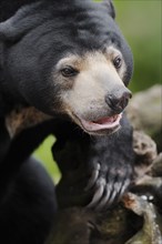 Malayan bear or sun bear (Helarctos malayanus, Ursus malayanus), captive, occurring in Southeast