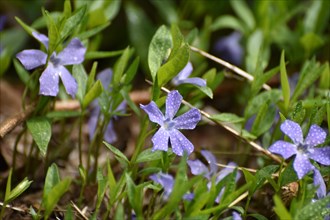 Lesser periwinkle (Vinca minor) in early spring in the forest of the Hunsrueck-Hochwald National