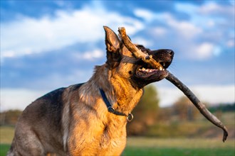 Portrait of a German Shepherd playing with a stick in the street