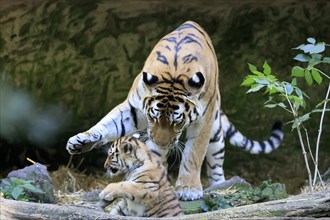 Adult tiger caring for a young tiger young, Siberian tiger, Amur tiger, (Phantera tigris altaica),